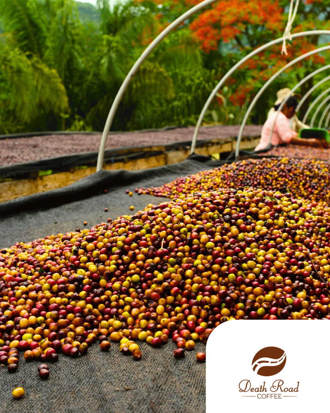 Pacamara