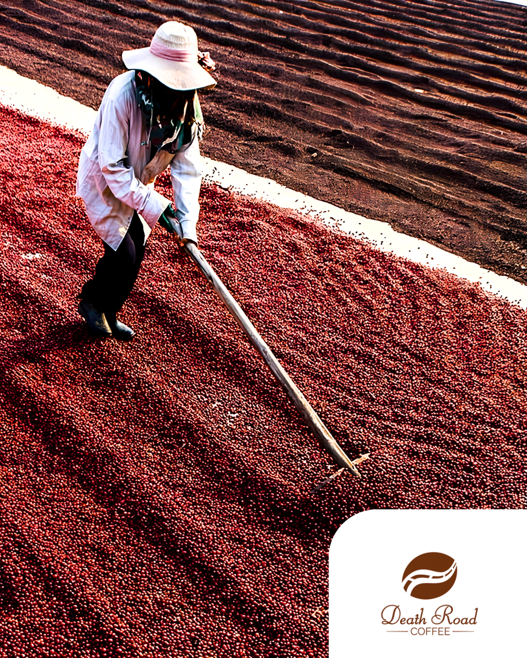 Pacamara